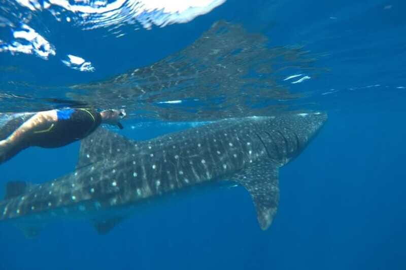 From Holbox Island: Whale Shark Tour - Practical Tips for Your Whale Shark Tour