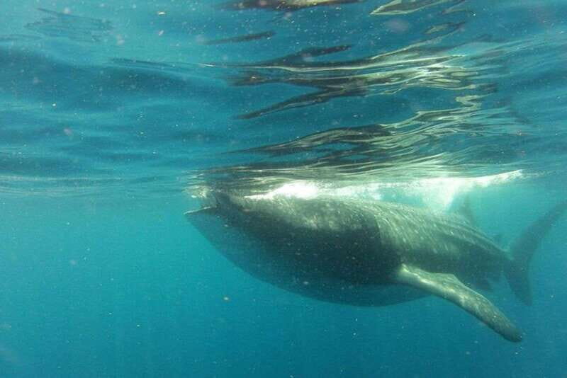 From Holbox Island: Whale Shark Tour - Who Should Consider This Tour?