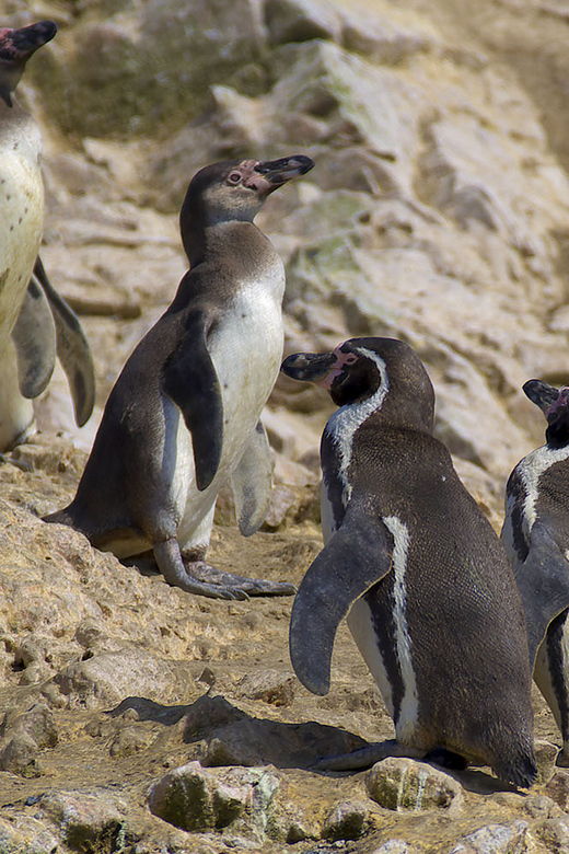 from-huacachina-ballestas-and-paracas-reserve-group-tour