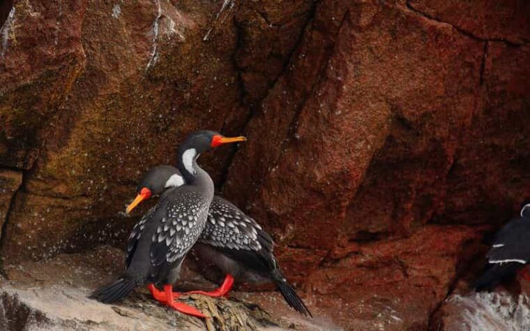 from-huacachina-ballestas-and-paracas-reserve-group-tour