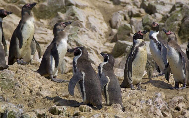 from-huacachina-ballestas-and-paracas-reserve-group-tour