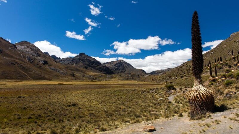 from-huaraz-glacier-pastoruri-and-puya-raimondi-day-tour