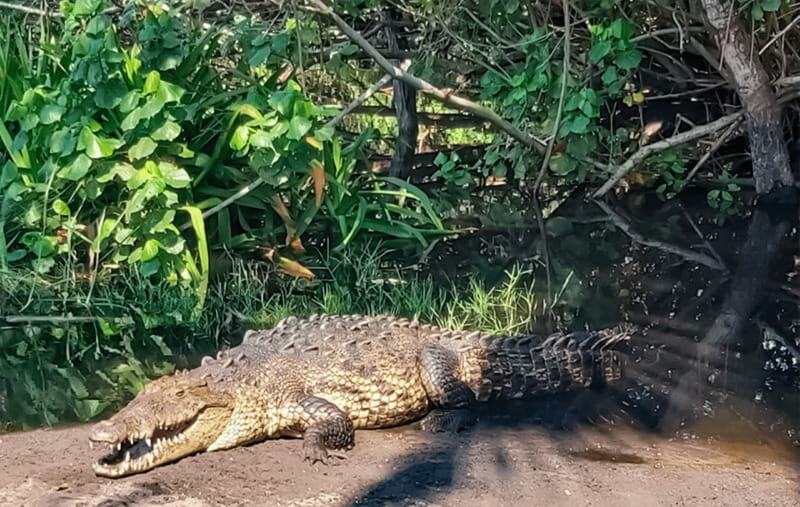 From Huatulco: Crocodiles and Turtles Eco Tour - Who Would Love This Tour?