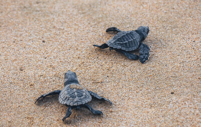From Huatulco:Turtle Release and Bioluminescence Tour - Authentic Experiences and Insider Tips