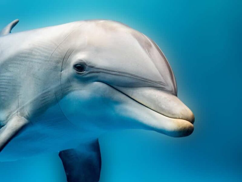 From Hurghada: Hula Hula Island Speedboat Tour with Dolphins - An In-Depth Look at the Hula Hula Island Speedboat Tour