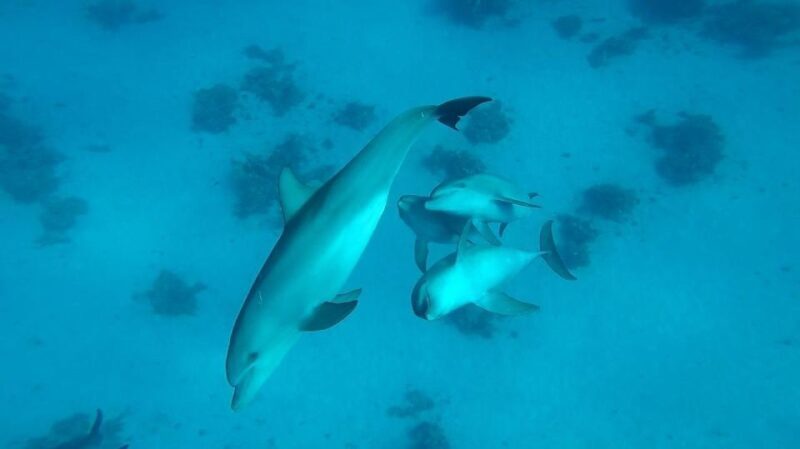 From Hurghada: Orange bay Snorkeling Cruise with Lunch - Final Thoughts