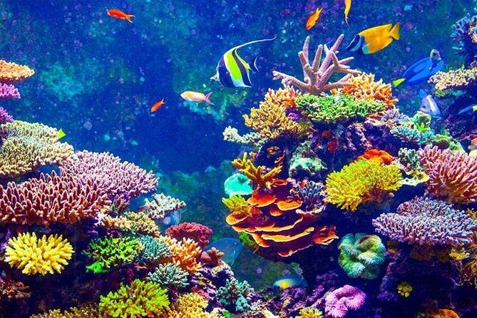 From Hurghada: Orange Bay Snorkeling Trip with Lunch - FAQ
