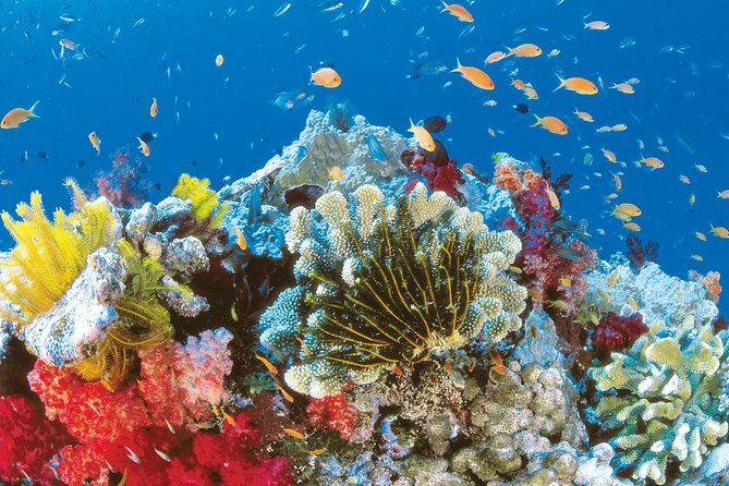 From Hurghada: Orange Bay Snorkeling Trip with Lunch - Final Thoughts