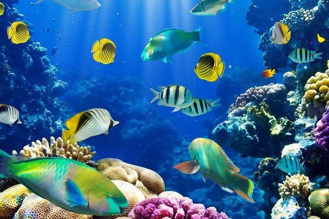 From Hurghada: Paradise Island Full-Day Snorkeling Tour - What to Expect: A Deep Dive into the Day