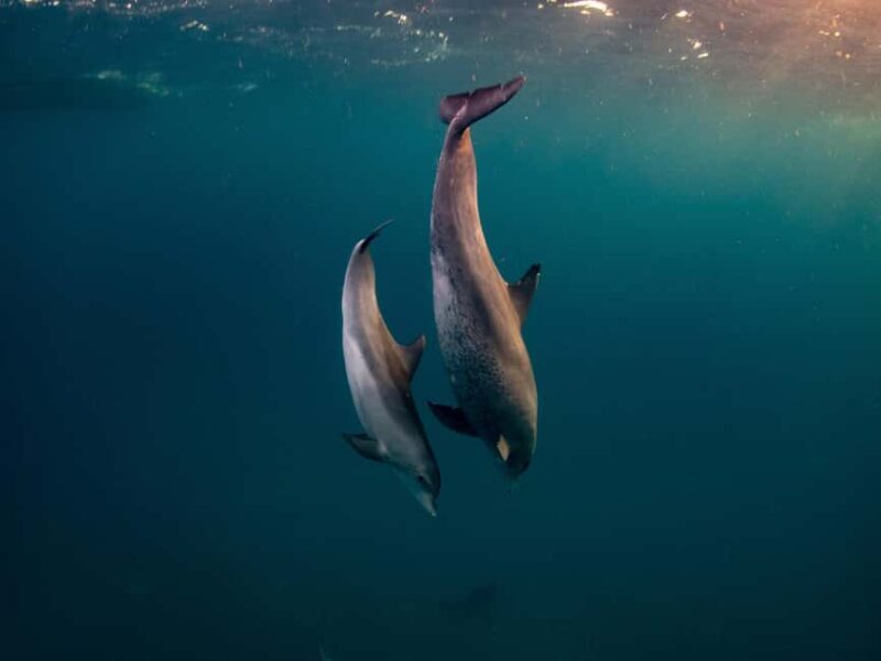 From Hurghada: Paradise Island Speedboat Tour with Dolphins - Key Points