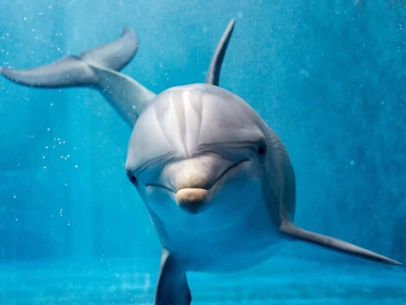 From Hurghada: Paradise Island Speedboat Tour with Dolphins - The Itinerary in Detail