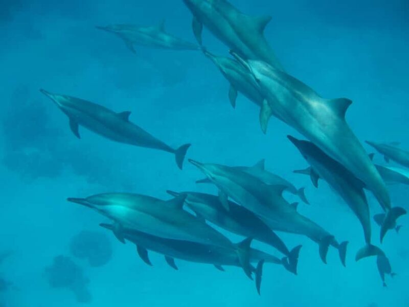From Hurghada: Paradise Island Speedboat Tour with Dolphins - The Reviewer Experience: What Past Guests Say