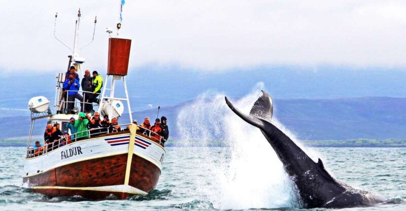 from-husavik-traditional-whale-watching-tour