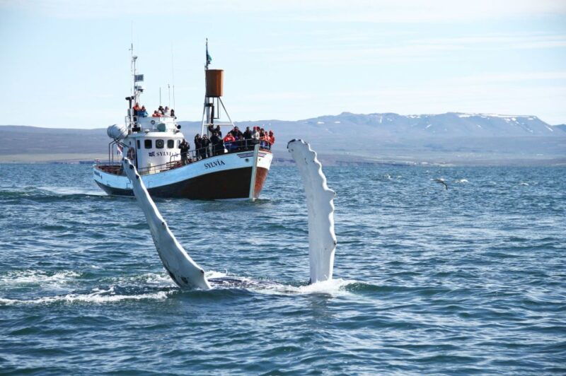 from-husavik-traditional-whale-watching-tour