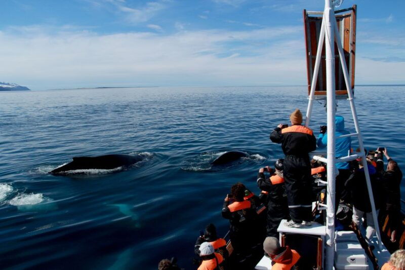 from-husavik-traditional-whale-watching-tour