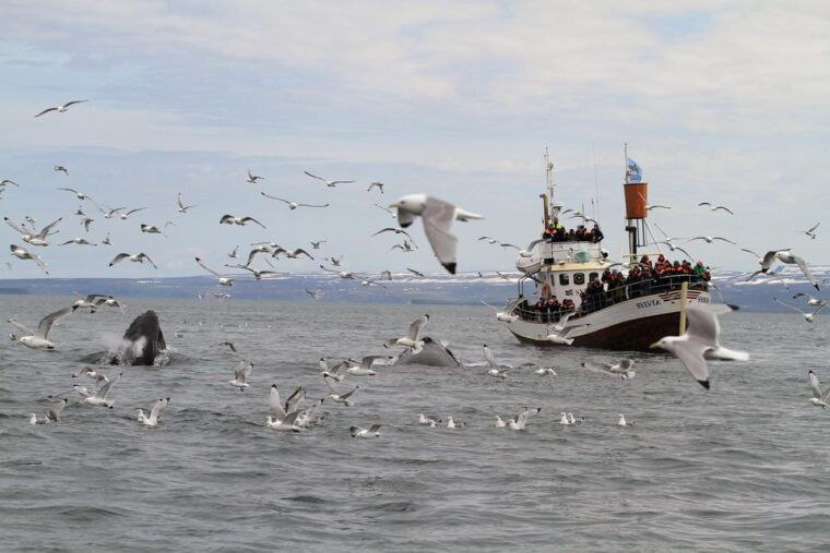 from-husavik-traditional-whale-watching-tour