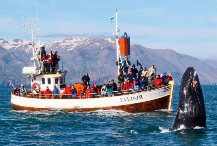 from-husavik-traditional-whale-watching-tour