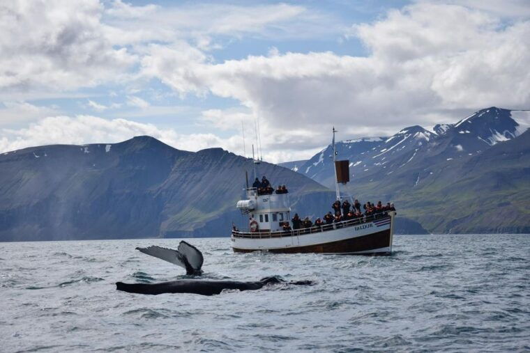 from-husavik-traditional-whale-watching-tour