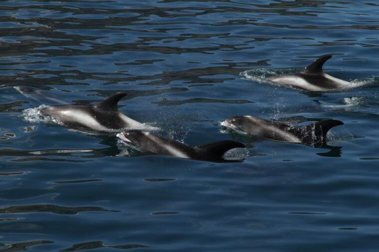 from-husavik-traditional-whale-watching-tour