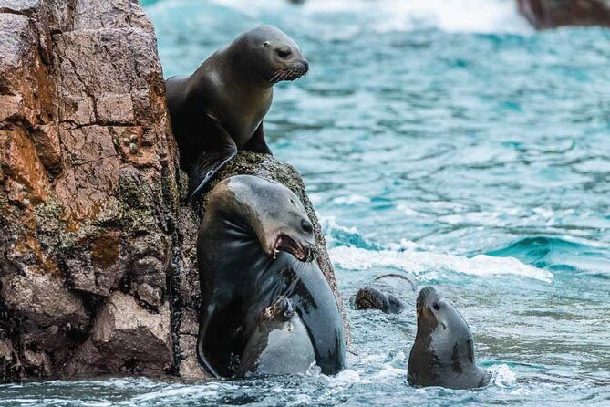 from-ica-ballestas-islands-and-paracas-national-reserve