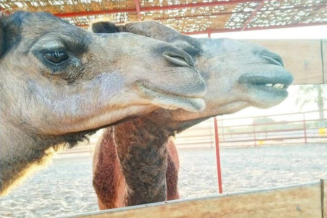 from-ica-camel-buggy-ride