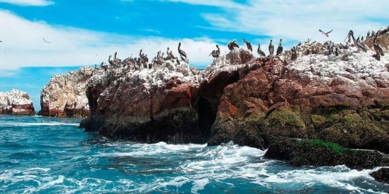 from-ica-paracas-tour-ballestas-islands