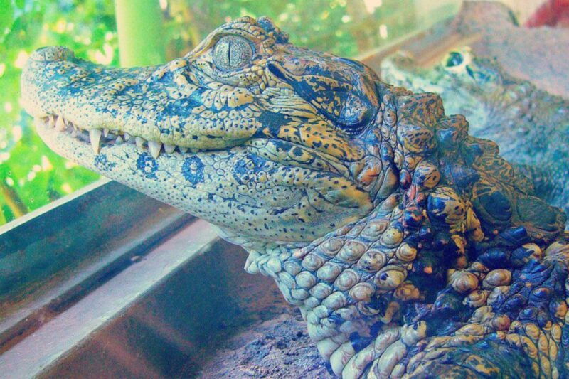 from-iguazu-excursion-to-the-iguazu-biocenter