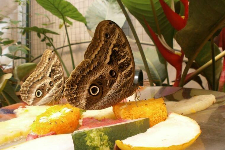 from-iguazu-excursion-to-the-iguazu-biocenter