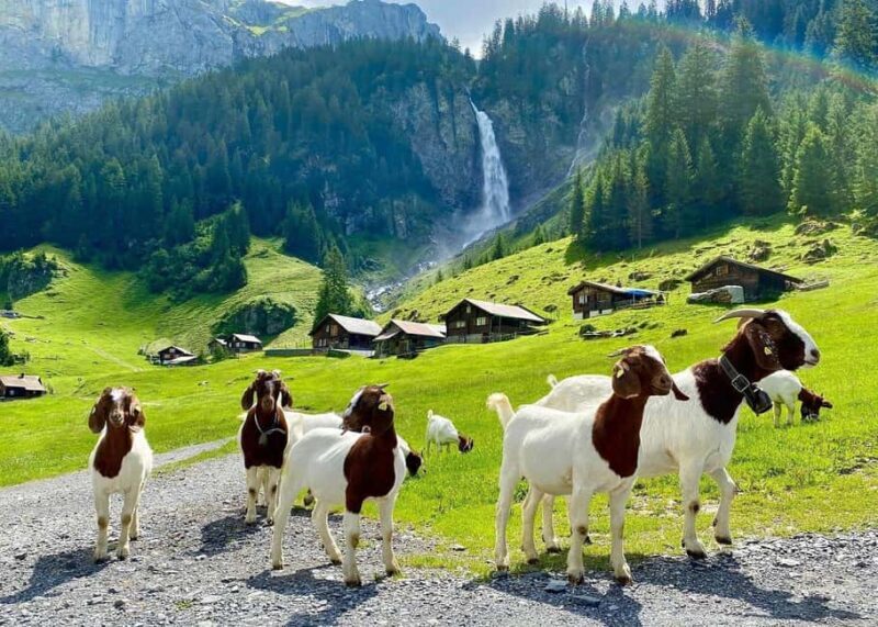 From Interlaken: Swiss Alps and Hidden Gems Private Day Tour - Exploring the Bernese Oberland: A Scenic Journey