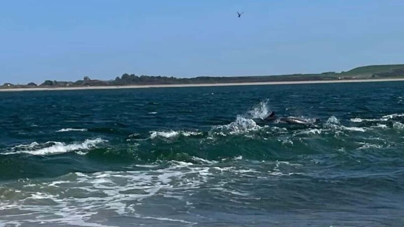 From Inverness: Black Isle Tour with Dolphin Spotting - Starting in Inverness: The Gateway to Highland Wonders