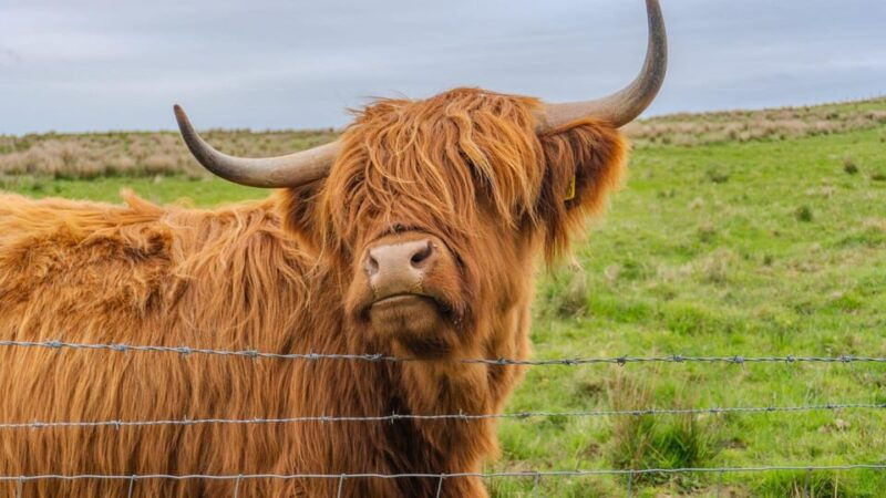 from-inverness-cawdor-castle-and-cairngorms-national-park
