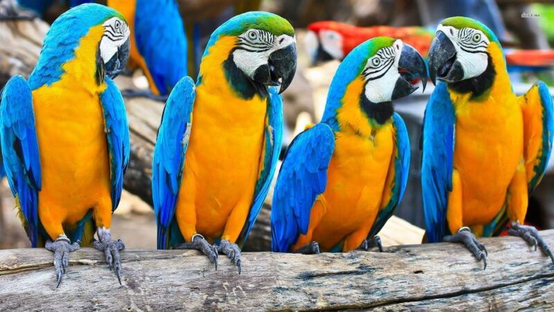 from-iquitos-3-day-amazon-jungle-adventure-trip