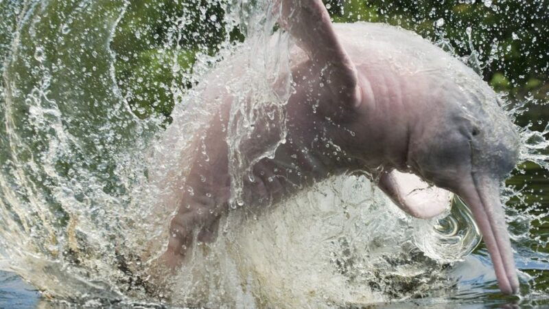 from-iquitos-3-day-amazon-jungle-adventure-trip