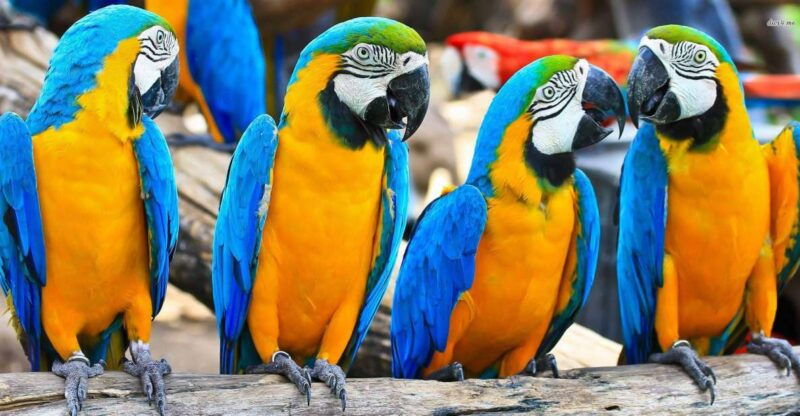 from-iquitos-3-day-amazon-jungle-adventure-trip