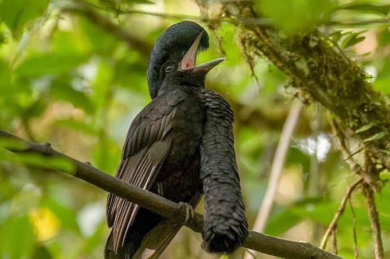 from-iquitos-expeditions-to-the-pacaya-samiria-reserve