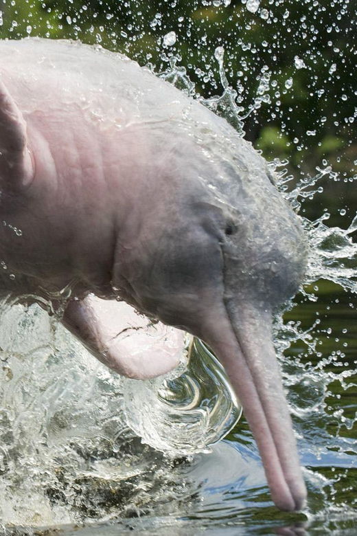 from-iquitos-expeditions-to-the-pacaya-samiria-reserve