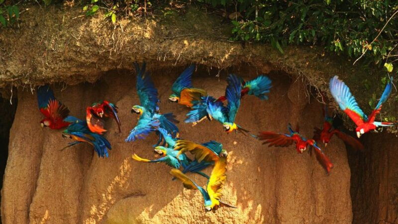from-iquitos-full-day-tour-in-the-peruvian-jungle
