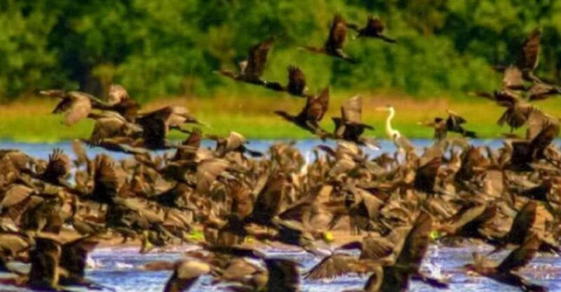 from-iquitos-navigate-the-amazon-river-full-day