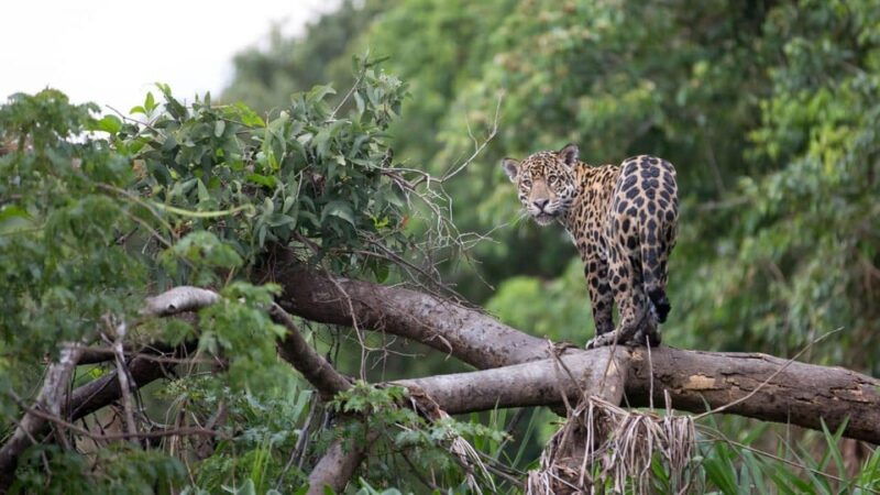 from-iquitos-pacaya-samiria-reserve-expeditions