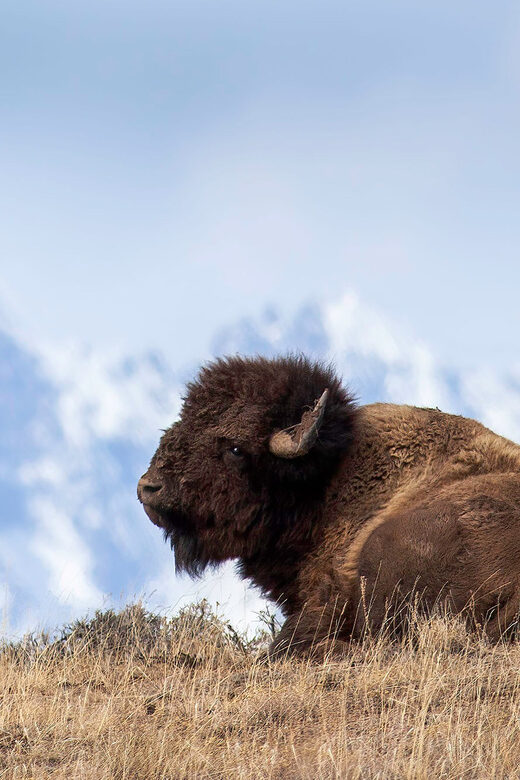 From Jackson: Grand Teton Sunset and Sightseeing Tour - The Sum Up