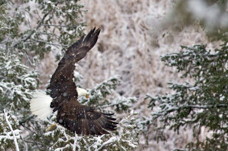 From Jackson: Grand Teton Sunset and Sightseeing Tour - FAQ
