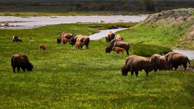 from-jackson-half-day-grand-teton-national-park-tour