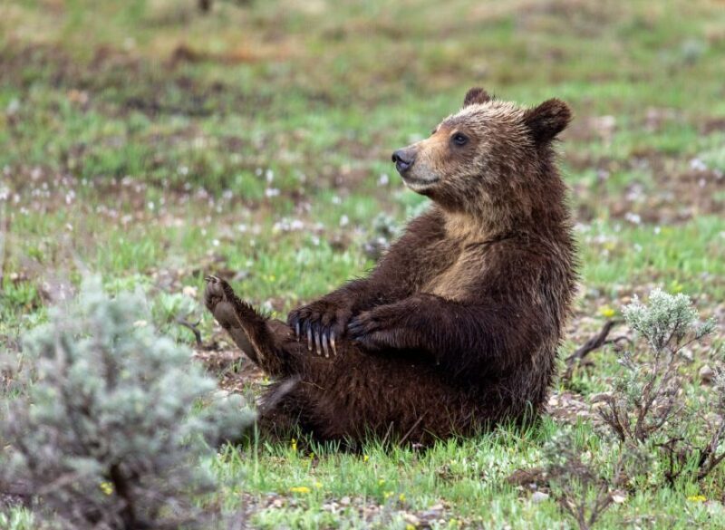 From Jackson Hole: Half-Day Grand Teton Wildlife Tour - Pricing and Value