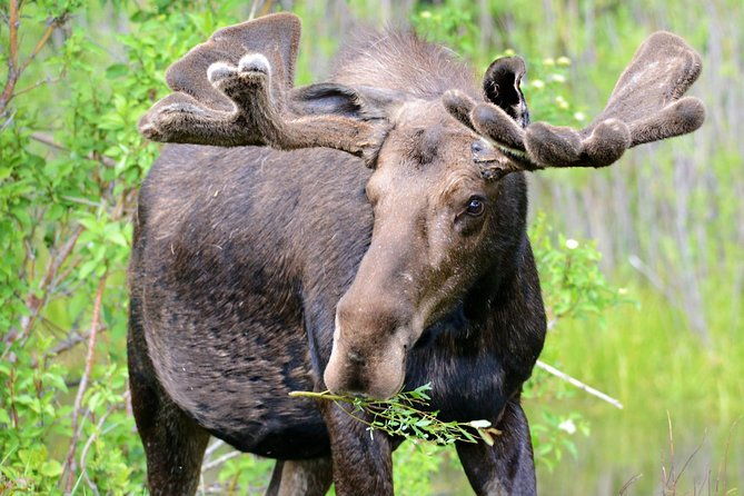 from-jackson-hole-yellowstone-old-faithful-waterfalls-and-wildlife-day-tour