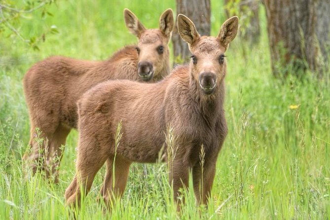 from-jackson-hole-yellowstone-old-faithful-waterfalls-and-wildlife-day-tour