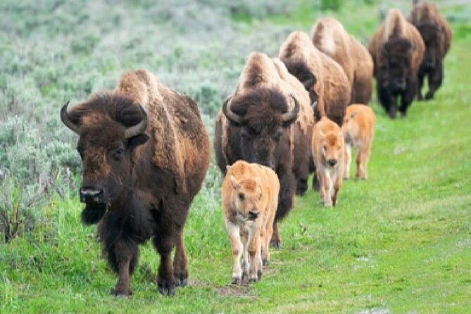 from-jackson-hole-yellowstone-old-faithful-waterfalls-and-wildlife-day-tour