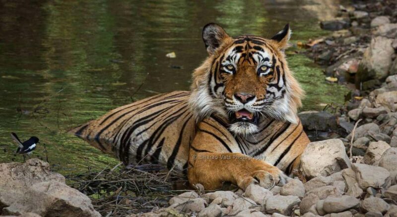 From Jaipur: 1 Night 2 Days Ranthambore Tiger Safari Tour - First Impressions: Is This Tour Right for You?