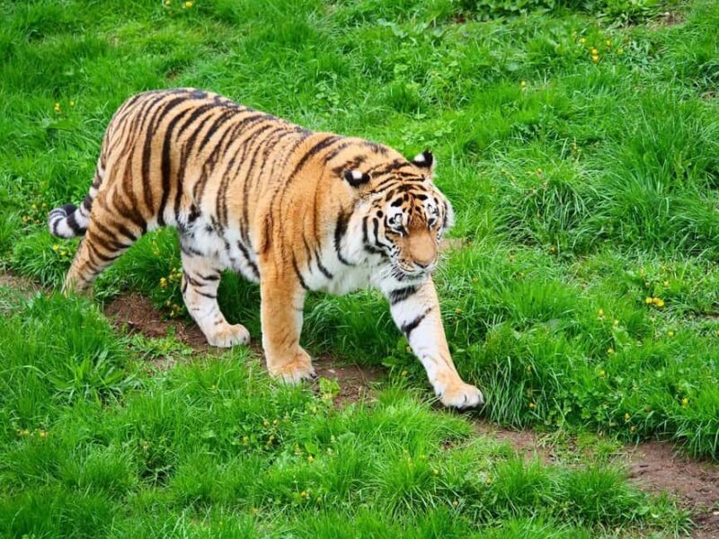 From Jaipur: 2-Day Ranthambore Tiger Safari Tours India - From Jaipur: 2-Day Ranthambore Tiger Safari Tours India