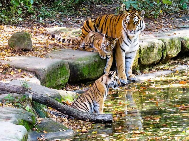 From Jaipur: 2-Day Ranthambore Tiger Safari Tours India - Final Thoughts