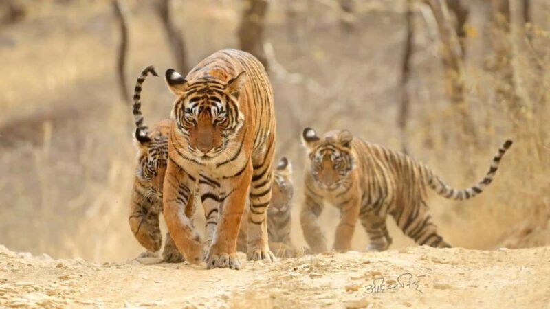 From Jaipur: 2-Day Ranthambore Tiger Safari with transfers - In-Depth Review of the 2-Day Ranthambore Tiger Safari from Jaipur